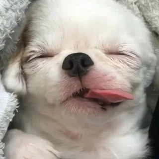 🐶