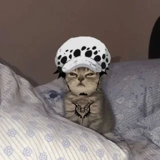 😾