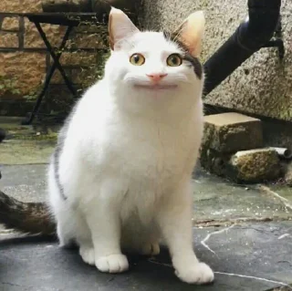 🐈