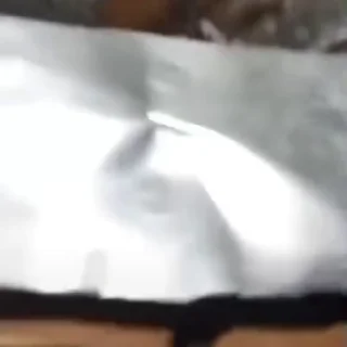 🐹