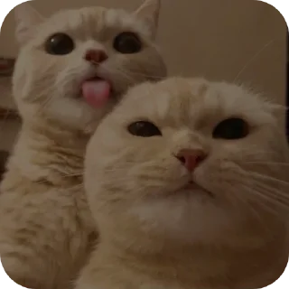 🐱