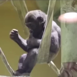 🐒