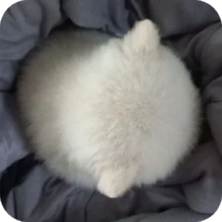 🐶