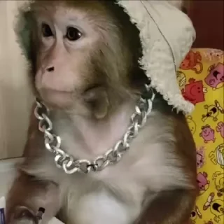 🌟