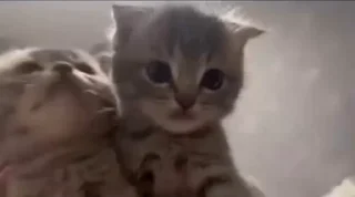 🤩