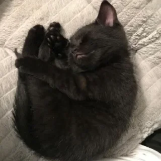 😺