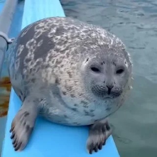 🦭