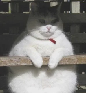 🐱