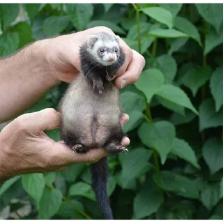🤲