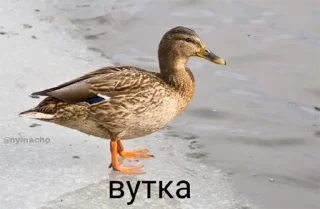 🐓