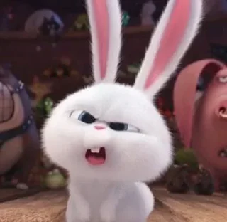🐰