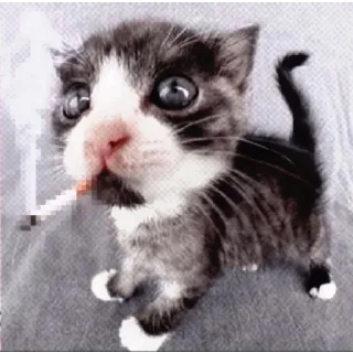 👹