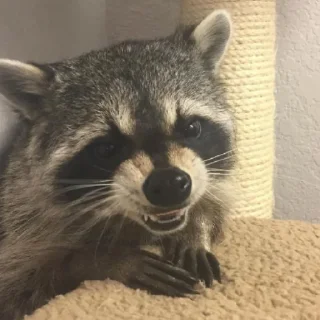 😡
