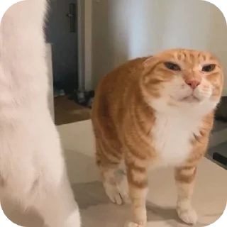 🐱
