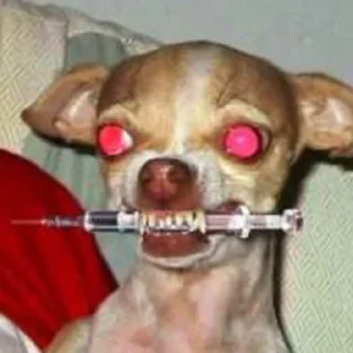 🐶