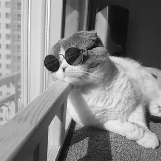 🐈