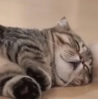 😴