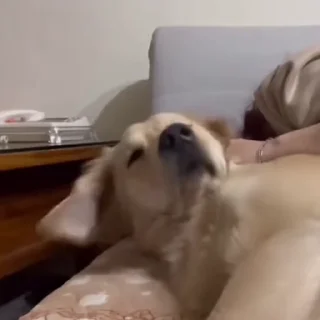 🐩