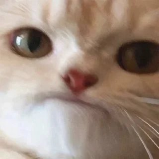 🤪