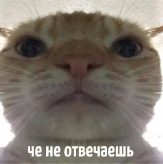 🗿