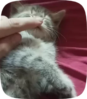 🥺