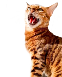 😡