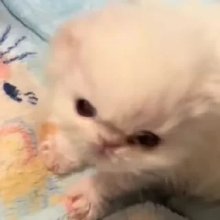 🥔
