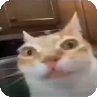 Кот Нормас <br/>ВыВыВо ВКонтакте