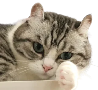 😺