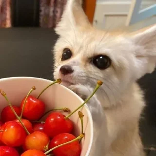 🍒