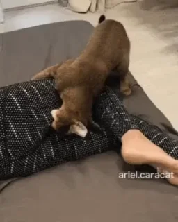 😺