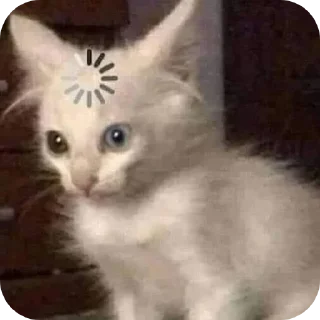 Милые котики