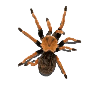 🕷