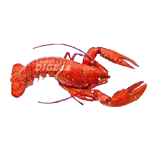 🦞