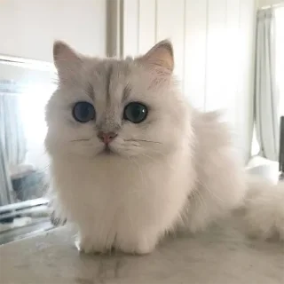 🐈