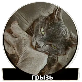 😾