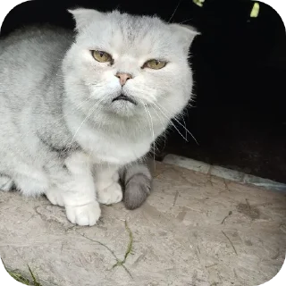 🐱