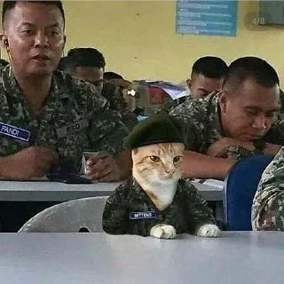 😿