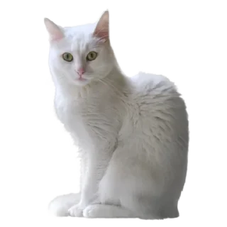 🐈
