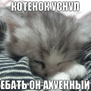 😻