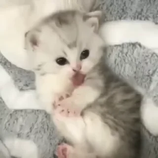 🐈