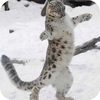 🐱