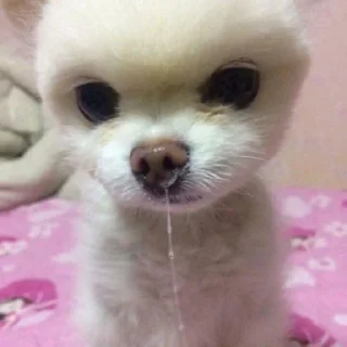 🐶