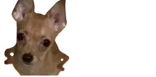 🐈