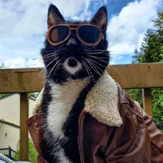 🐈