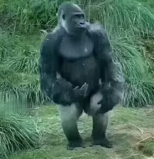 ✊