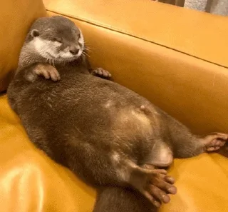 🛌