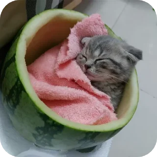 🐱