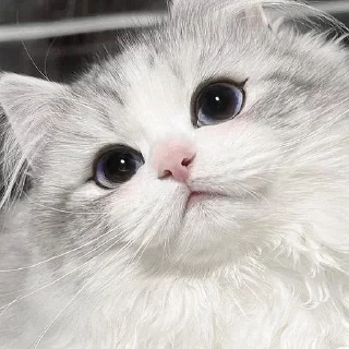 🥺