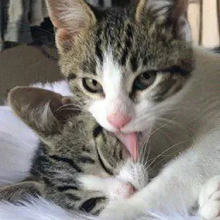 😻